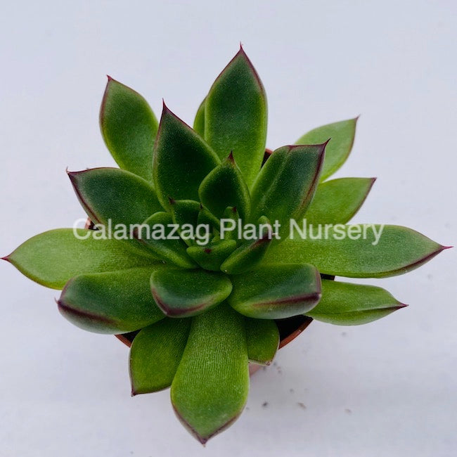 Echeveria agavoides 'Red Edge'