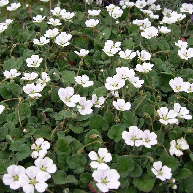 Erodium 'Album'