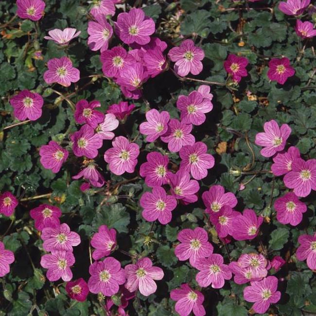 Erodium 'Bishop's Form'
