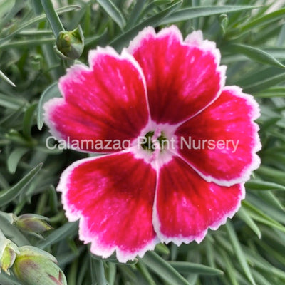 Dianthus Alpine Pink 'Flutterburst'. Hardy scented garden ready plant.