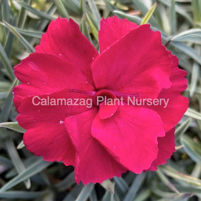 Dianthus Alpine Pink 'Fusilier'. Hardy scented garden ready plant.