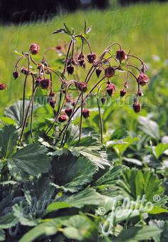 Geum rivale 'Water Avens' - Hardy Perennial Plant