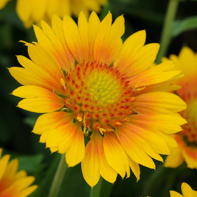 Gaillardia × grandiflora Mesa ‘Peach’- Hardy Perennial Plant