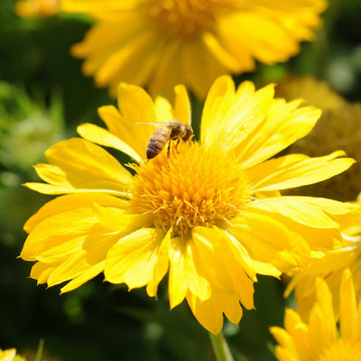 Gaillardia × grandiflora Mesa ‘Yellow’ - Hardy Perennial Plant