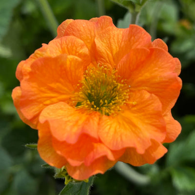 Geum 'Totally Tangerine' - Hardy Perennial Plant