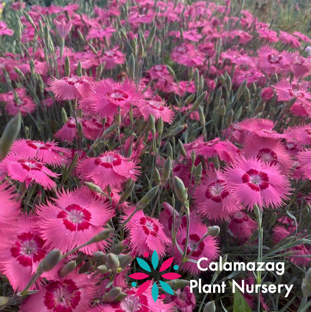 Calamazag Nursery E - Plant Gift Voucher