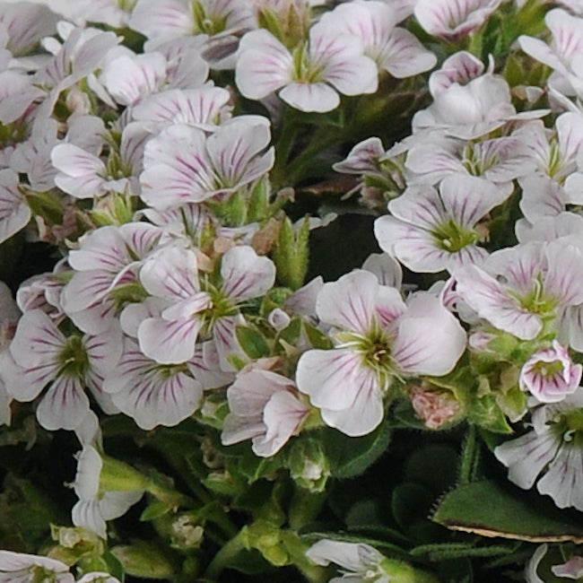 Gypsophila cerastioides