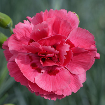 Dianthus plumarius Garden Pink 'Houndspool Ruby'