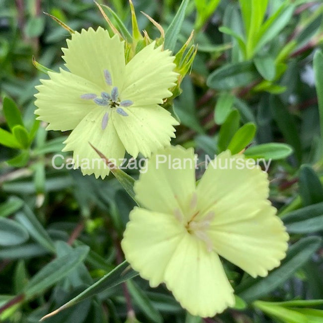 Dianthus knappii &