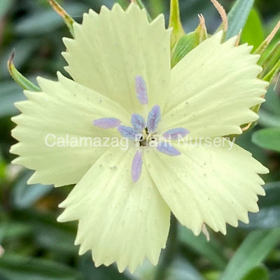 Dianthus knappii 'Yellow Harmony'