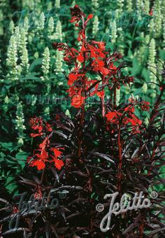 Lobelia fulgens 'Queen Victoria'- Hardy Perennial Plant