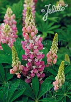 Lupin Gallery 'Pink/White'  - Hardy Perennial Plant
