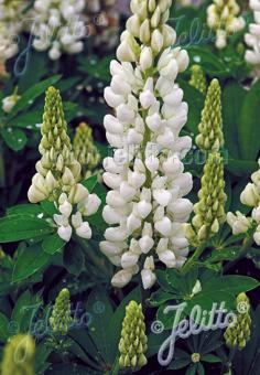 Lupin Gallery 'White'  - Hardy Perennial Plant