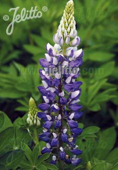 Lupin Mini Gallery 'Blue/White'  - Hardy Perennial Plant