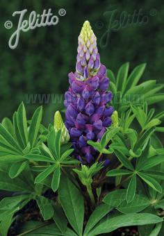 Lupin Mini Gallery &