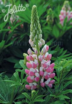 Lupin Mini Gallery 'Pink/White'  - Hardy Perennial Plant