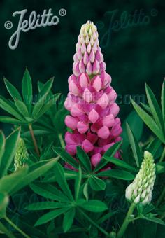 Lupin Mini Gallery 'Pink'  - Hardy Perennial Plant