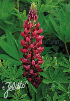 Lupin Mini Gallery 'Red'  - Hardy Perennial Plant