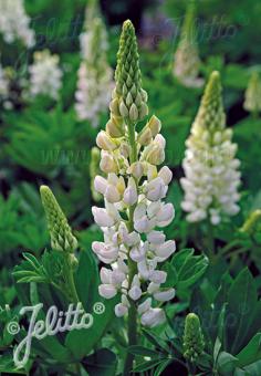 Lupin Mini Gallery 'White'  - Hardy Perennial Plant