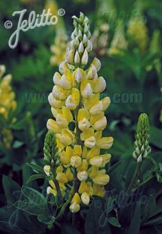 Lupin Mini Gallery 'Yellow'  - Hardy Perennial Plant