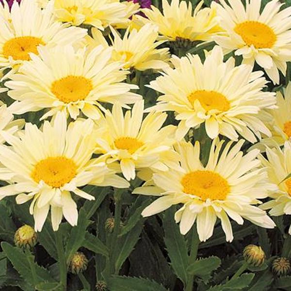 Shasta daisy Leucanthemum × superbum &