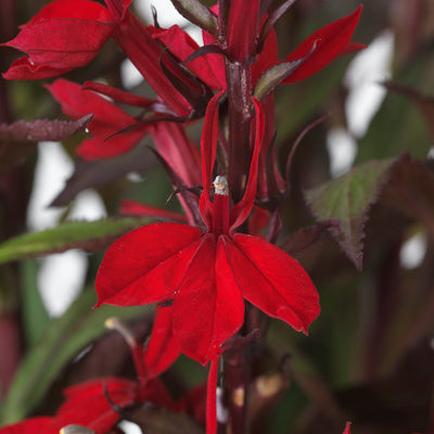 Lobelia fulgens 'Queen Victoria'- Hardy Perennial Plant