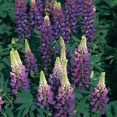 Lupin Gallery 'Blue'  - Hardy Perennial Plant