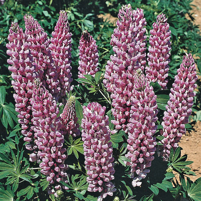 Lupin Gallery 'Pink'  - Hardy Perennial Plant