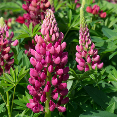Lupin Gallery 'Red'  - Hardy Perennial Plant