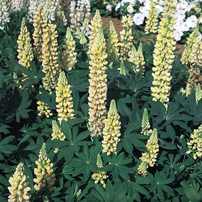 Lupin Gallery 'Yellow'  - Hardy Perennial Plant
