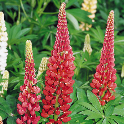 Lupin 'My Castle'  - Hardy Perennial Plant