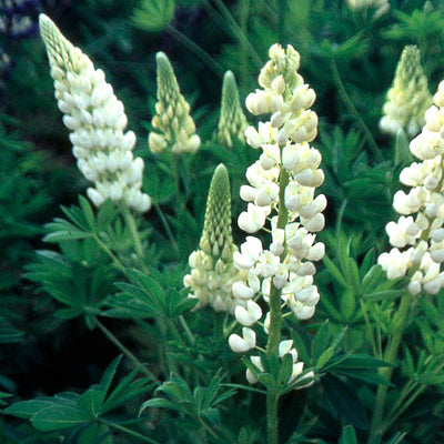 Lupin 'Noble Maiden'  - Hardy Perennial Plant
