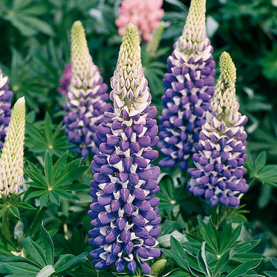 Lupin 'The Governor'  - Hardy Perennial Plant
