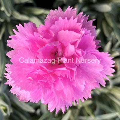 Dianthus Alpine Pink 'Morning Star'. Hardy scented garden ready plant.