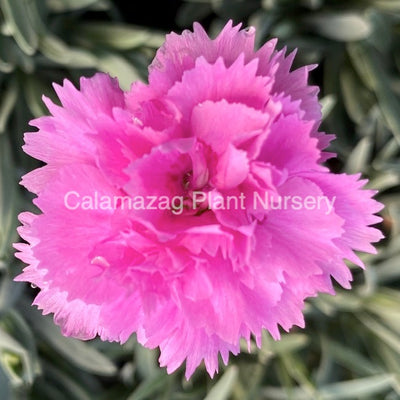 'Dianthus alpinus' Alpine pinks – Calamazag Plant Nursery