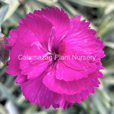 Dianthus Alpine Pink 'Neon Star'. Hardy scented garden ready plant.