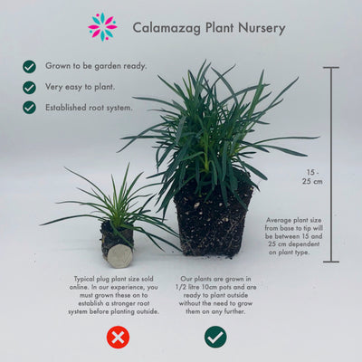 Lychnis chalcedonica 'Maltese Cross'  - Hardy Perennial Plant