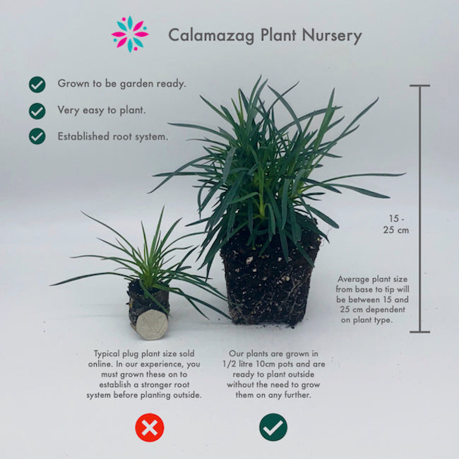 Stokesia laevis 'Omega Skyrocket' - Hardy Perennial Plant