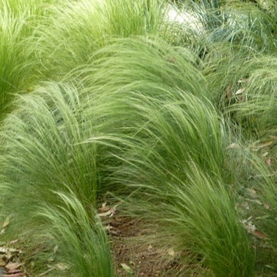 Carex comans 'Frosted Curls' - Sedge grass