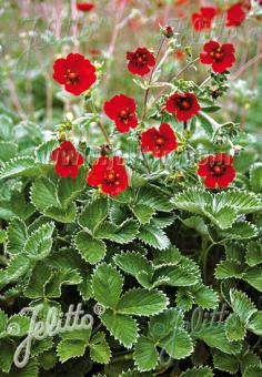 Potentilla atrosanguinea 'Red' - Hardy Perennial Plant