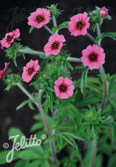 Potentilla nepalensis 'Miss Willmott' - Hardy Perennial Plant
