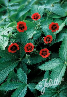 Potentilla thurberi 'Monarch's Velvet' - Hardy Perennial Plant