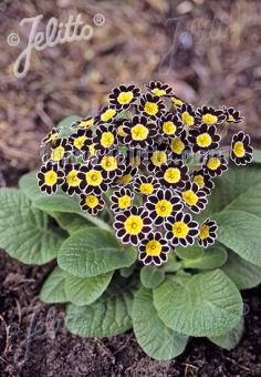 Primula Elatior-Hybr. 'Victoriana Silver Lace 'Black'- Hardy Perennial Plant
