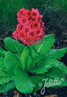 Primula japonica ‘Millers Crimson’ - Hardy Perennial Plant