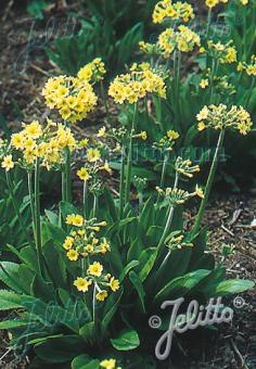 Primula luteola - Hardy Perennial Plant