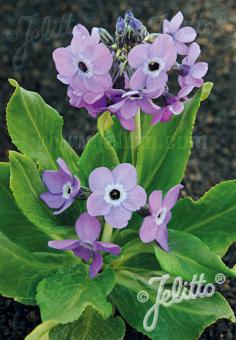 Primula sinopurpurea - Hardy Perennial Plant