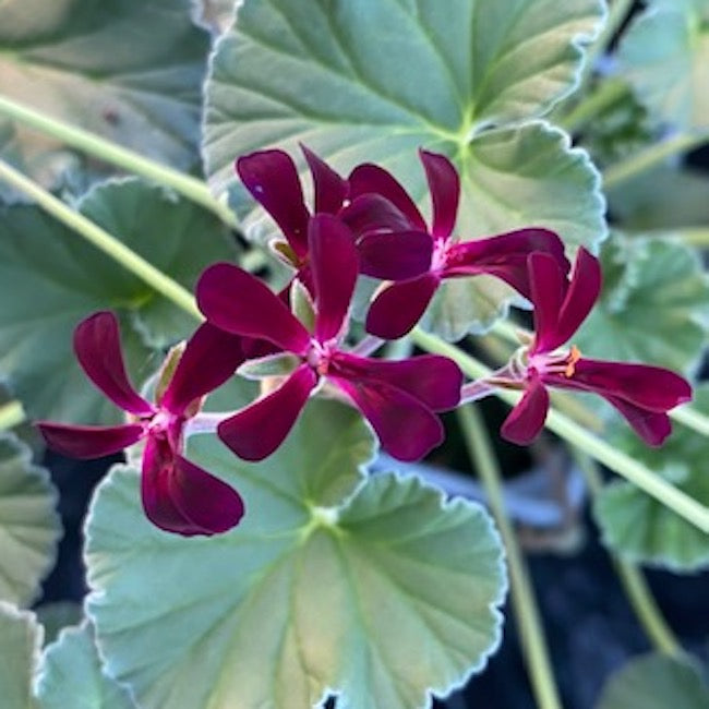 Pelargonium sidoides (African geranium)
