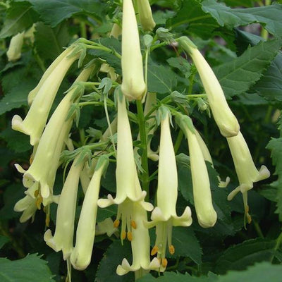 Phygelius Funfare 'Cream' - Hardy Perennial Plant