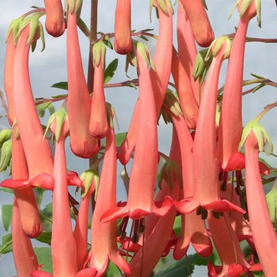 Phygelius Funfare 'Orange' - Hardy Perennial Plant