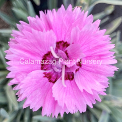 Dianthus Alpine Pink 'Pop Star'. Hardy scented garden ready plant.